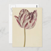 ヴィンテージアートポストカード(白と赤のチューリップ付き) ポストカード (正面/裏面)