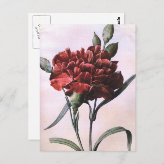 ヴィンテージアートレッドカーネーション花はがき ポストカード (正面/裏面)