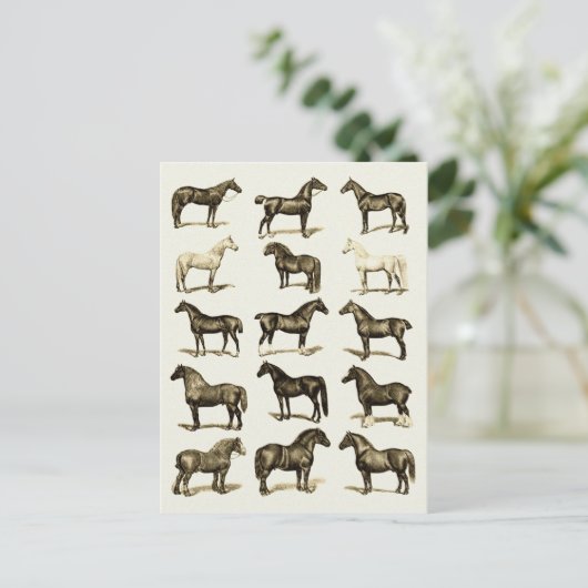 ヴィンテージアート馬の品種グラフ印刷はがき ポストカード (スタンド正面)