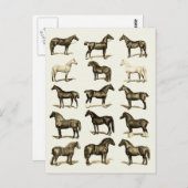 ヴィンテージアート馬の品種グラフ印刷はがき ポストカード (正面/裏面)