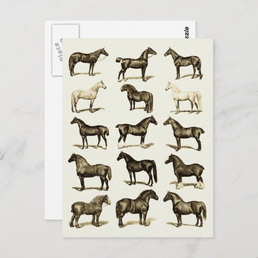 ヴィンテージアート馬の品種グラフ印刷はがき ポストカード (正面/裏面)