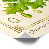 ヴィンテージアール葉オークボタニカルイラストレーション ポスター (角)