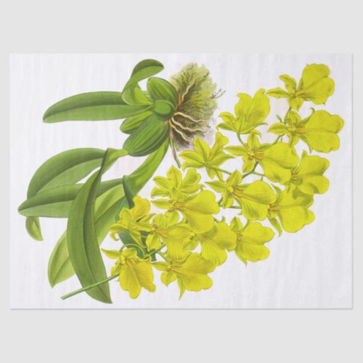 ヴィンテージイエローオーキッドフラワーティッシュペーパー 薄葉紙 (正面)