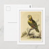 ヴィンテージイエローバードアマゾンアポリドバドリ ポストカード (正面/裏面)