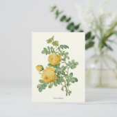 ヴィンテージイエローローズボタニカルプリント ポストカード (スタンド正面)