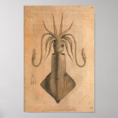 ヴィンテージイカアートプリントイラストレーションシー ポスター (正面)