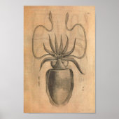 ヴィンテージイカアートプリントシーライフイラストレーション ポスター (正面)