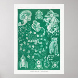 ヴィンテージイカイラストレーション ポスター