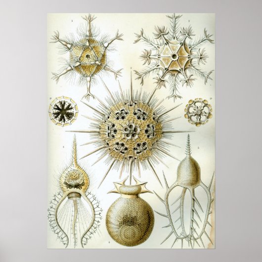 ヴィンテージイカイラストレーション ポスター (正面)