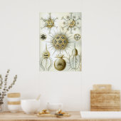 ヴィンテージイカイラストレーション ポスター (キッチン)