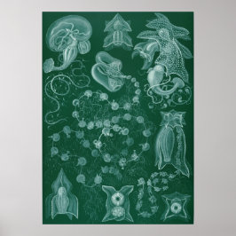 ヴィンテージイカイラストレーション ポスター