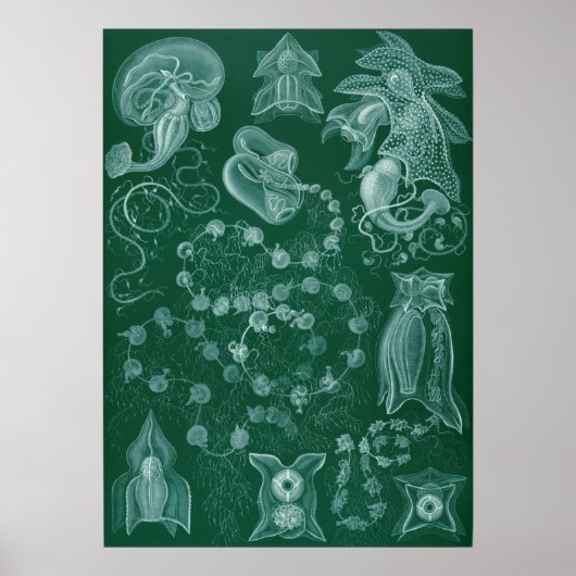 ヴィンテージイカイラストレーション ポスター (正面)