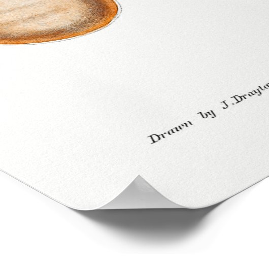 ヴィンテージイカ/タコイラストレーション ポスター (角)