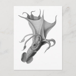 ヴィンテージイカ ポストカード