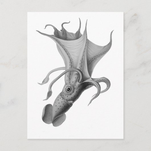 ヴィンテージイカ ポストカード (正面)