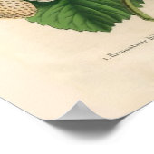 ヴィンテージイチゴのポスター ポスター (角)