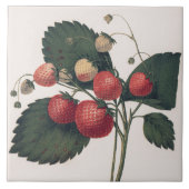 ヴィンテージイチゴイラストレーション タイル (正面)
