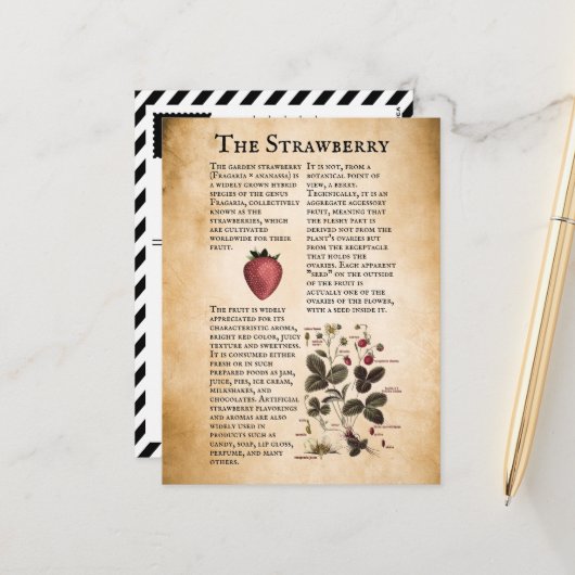 ヴィンテージイチゴ情報 ポストカード (正面/裏面インサイチュ)