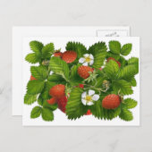 ヴィンテージイチゴ植物 ポストカード (正面/裏面)