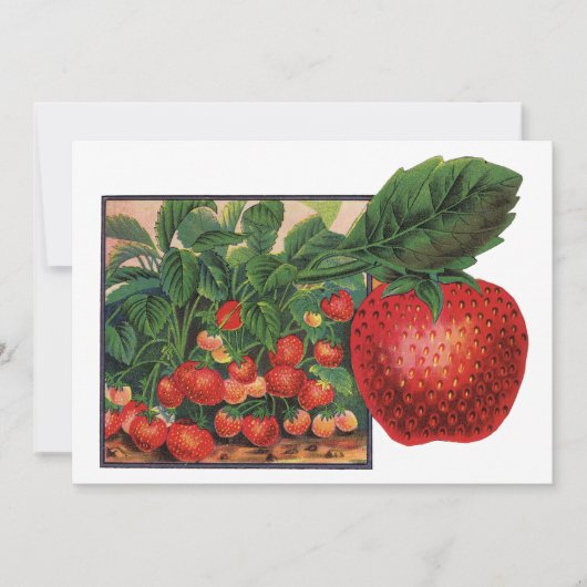 ヴィンテージイチゴ，農場のイチゴの植物 (正面)