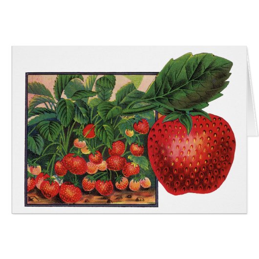 ヴィンテージイチゴ，農場のイチゴの植物 (正面横)