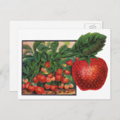 ヴィンテージイチゴ，農場のイチゴの植物 ポストカード (正面/裏面)