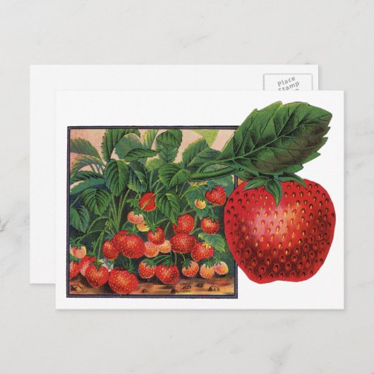 ヴィンテージイチゴ，農場のイチゴの植物 ポストカード (正面/裏面)