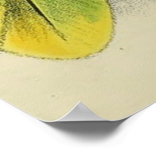 ヴィンテージイラストレーションの緑のオウム(1901) ポスター (角)