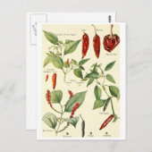 ヴィンテージイラストレーションはがきレシピカード ポストカード (正面/裏面)