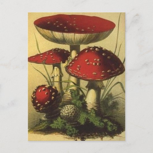 ヴィンテージイラストレーションはがき ポストカード (正面)