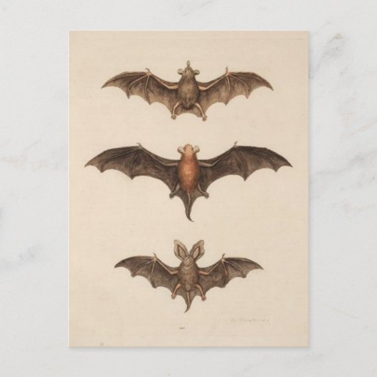 ヴィンテージイラストレーションはがき ポストカード (正面)