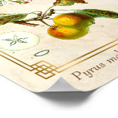 ヴィンテージイラストレーションアップルフルーツ植物性フローラ ポスター (角)