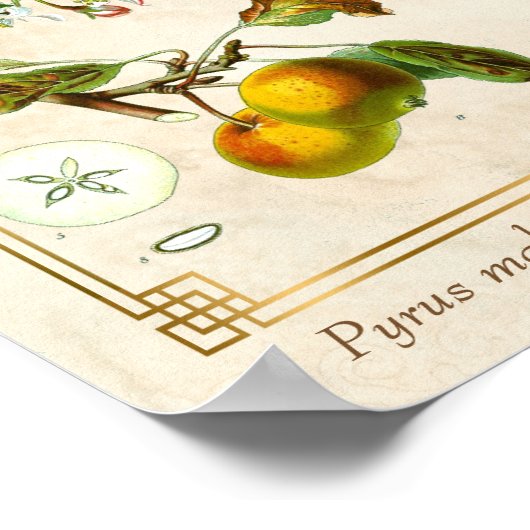 ヴィンテージイラストレーションアップルフルーツ植物性フローラ ポスター (角)