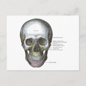 ヴィンテージイラストレーショングレイ解剖学スカル ポストカード (正面)