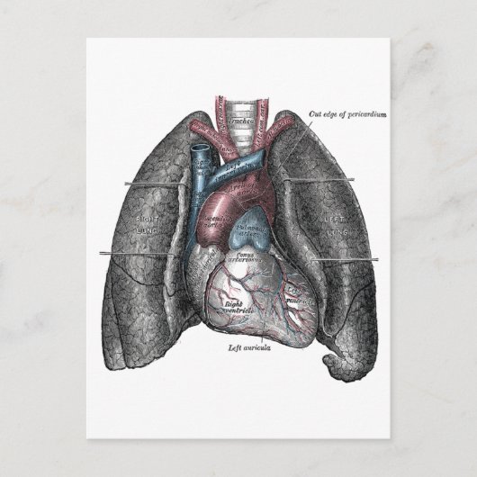 ヴィンテージイラストレーショングレーの解剖学的ハート肺 ポストカード (正面)