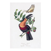 ヴィンテージイラストレーショントゥーカン鳥の壁芸術