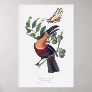 ヴィンテージイラストレーショントゥーカン鳥の壁芸術 ポスター