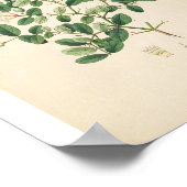 ヴィンテージイラストレーションフローラ芸術 ポスター (角)