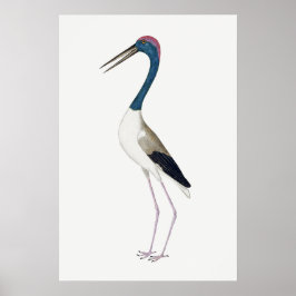 ヴィンテージイラストレーションブラックネックストーク ポスター