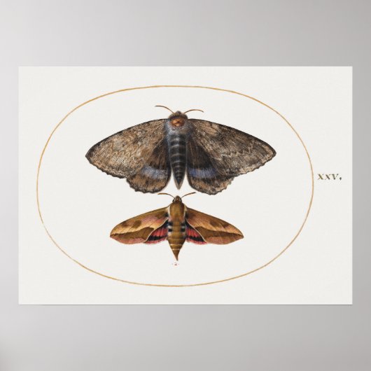 ヴィンテージイラストレーションポスター ポスター (正面)