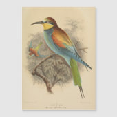 ヴィンテージイラストレーションヨーロッパビーイーター (正面)