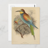 ヴィンテージイラストレーションヨーロッパビーイーター ポストカード (正面/裏面)