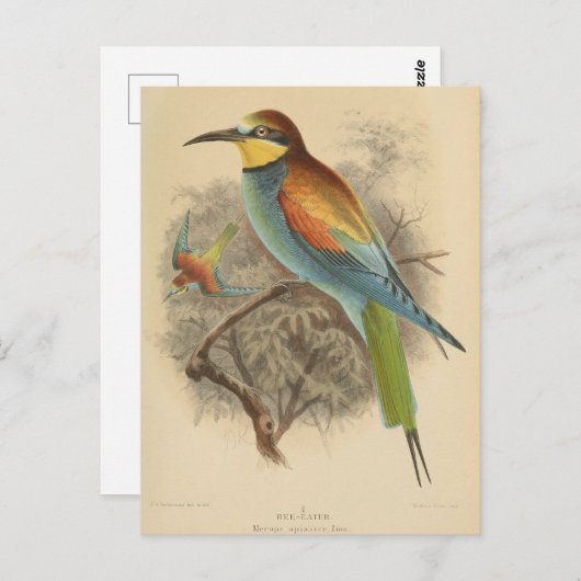 ヴィンテージイラストレーションヨーロッパビーイーター ポストカード (正面/裏面)