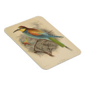 ヴィンテージイラストレーションヨーロッパビーイーター マグネット (右側)