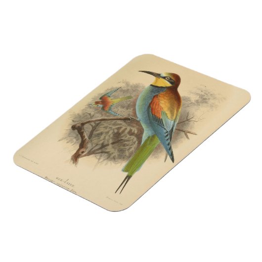 ヴィンテージイラストレーションヨーロッパビーイーター マグネット (左側)