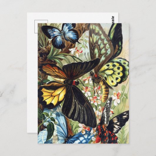 ヴィンテージイラストレーション葉書 ポストカード (正面/裏面)