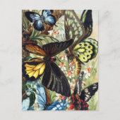 ヴィンテージイラストレーション葉書 ポストカード (正面)