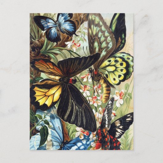 ヴィンテージイラストレーション葉書 ポストカード (正面)