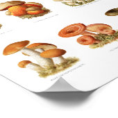 ヴィンテージイラストレーション非食用キノコ ポスター (角)