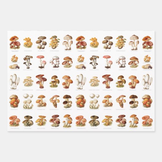 ヴィンテージイラストレーション食用非食用きのこ ラッピングペーパーシート (正面2)